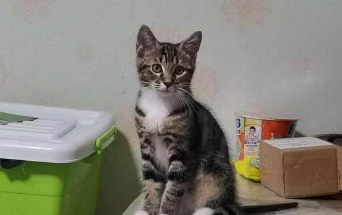 小貓怕人躲著不出來怎么辦