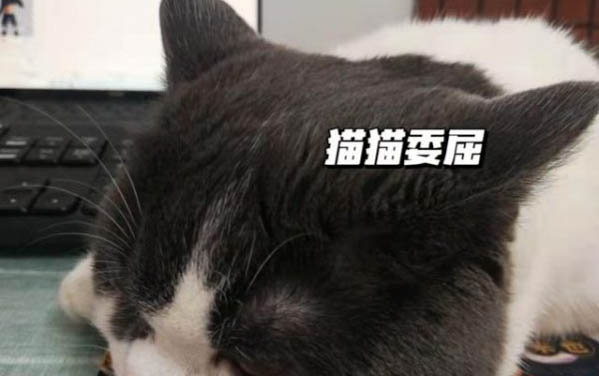哪些情況會導致小貓拉稀呢