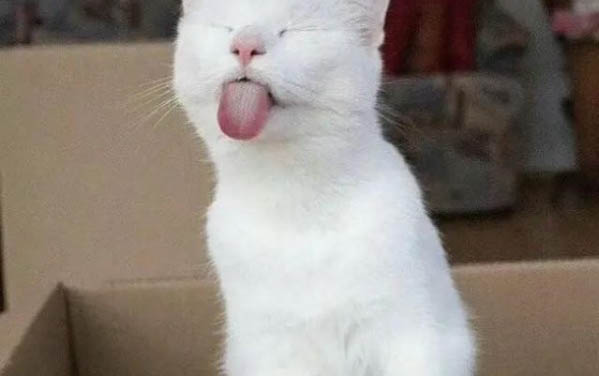 貓咪的蛋蛋會得毛囊炎嗎
