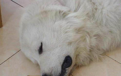 狗狗皮膚過敏的原因有哪些