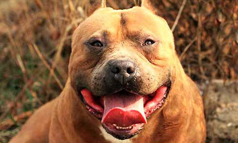 比特犬和藏獒哪個(gè)更厲害？