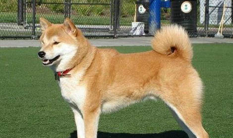 千色日系秋田犬柴犬在哪里