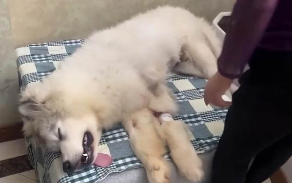 泡水后怎么鑒別狗糧