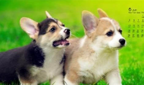 柯基犬為什么要剪尾巴
