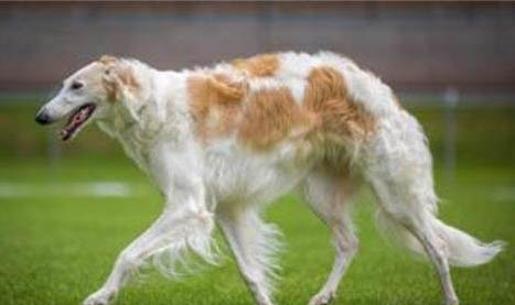如何殺滅犬瘟熱病毒啊