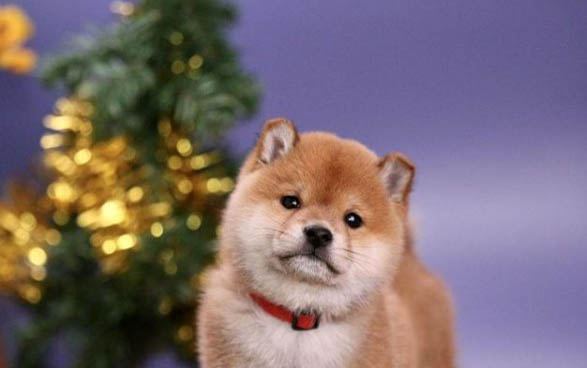 柴犬和秋田犬有什么區(qū)別