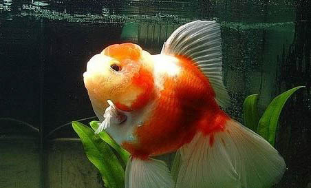 金魚產子前兆