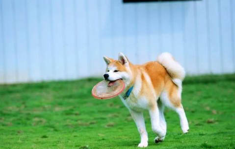 秋田犬和柴犬哪個貴