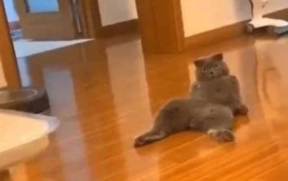 貓咪得了狂犬病的癥狀