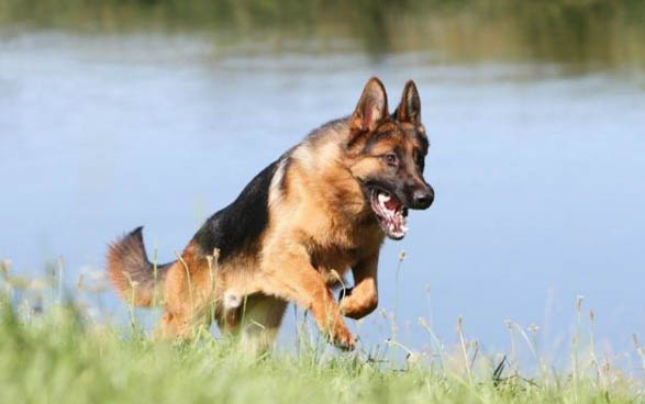 選擇德牧作為軍犬的原因