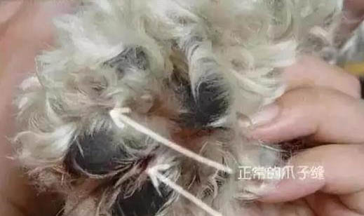 怎么知道狗驅蟲驅干凈了