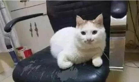 貓咪能不能吃西瓜
