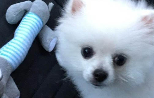 狗狗拉屎很臭正常嗎