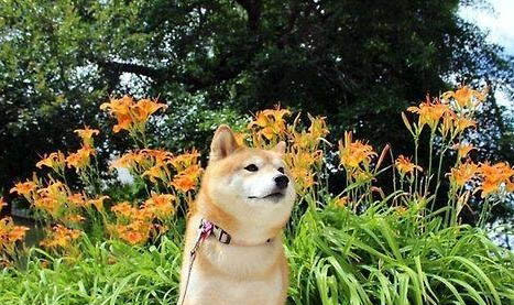 柴犬和秋田犬哪個聰明