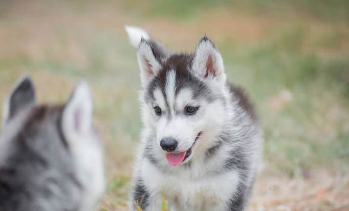 哈士奇幼犬吃什么狗糧才好？