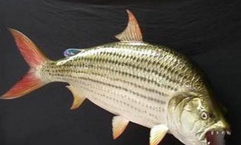 米奇魚生小魚前兆？