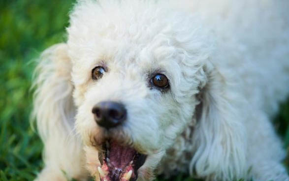 適合家養的大型寵物狗有哪些?適合家養的大型犬排名