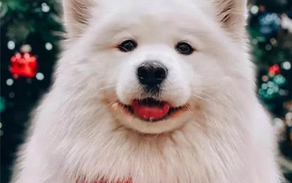 成年薩摩耶一天吃多少狗糧