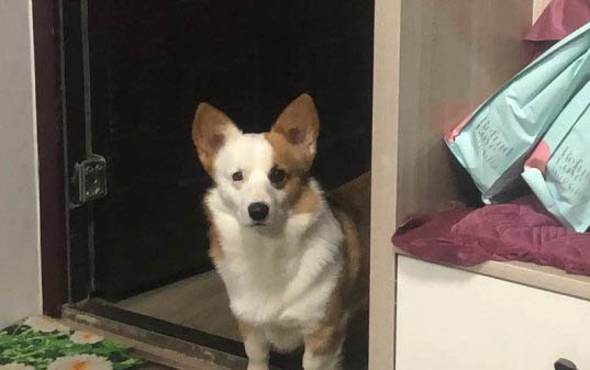 如何解決柯基幼犬放籠子叫不停的問題