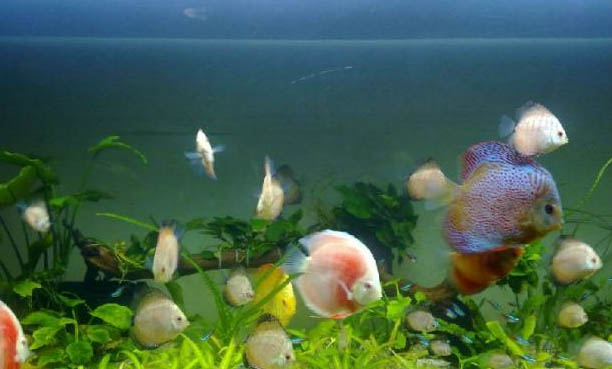 龍魚不換水可以活多久