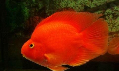 鸚鵡魚打架會死嗎