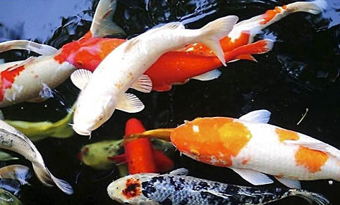 紅鯉魚和錦鯉有什么區別