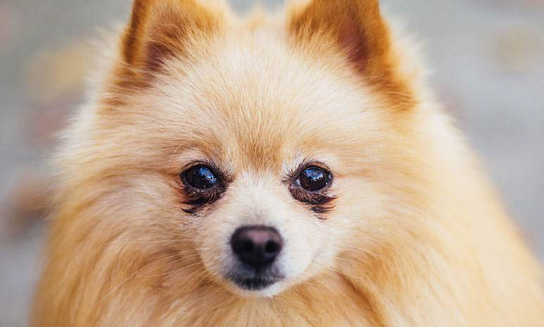 哪里有賣博美犬