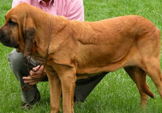 尋血獵犬嘔吐不吃東西的原因及處理方法