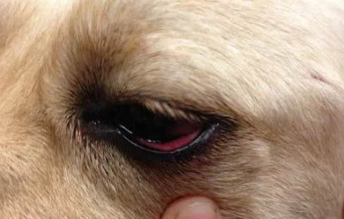 狗狗胰腺炎有什么癥狀