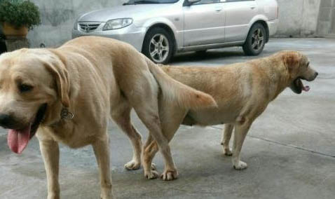 拉布拉多犬一天吃多少