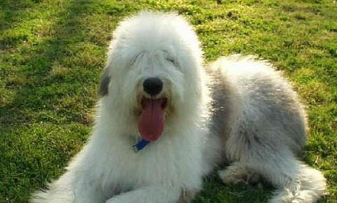 德國牧羊犬眼睛有眼屎是什么原因引起的