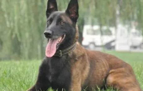 馬犬性格怎么樣？
