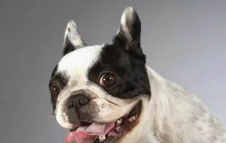 法國斗牛犬大概多少錢一只