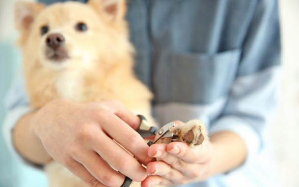 狗感冒了會自愈么
