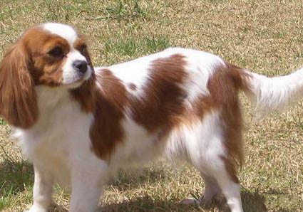 西班牙小獵犬的牙齒