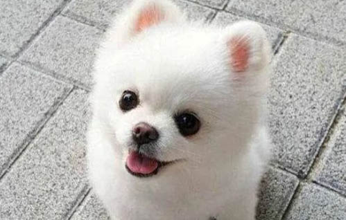 博美犬和泰迪哪個好