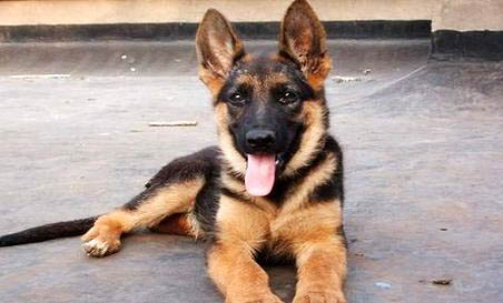 西安哪里有德牧犬舍