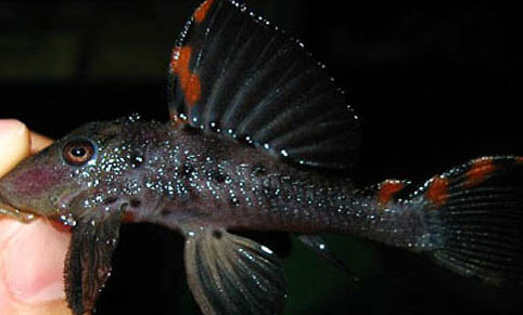 黃金達摩異型魚好養嗎