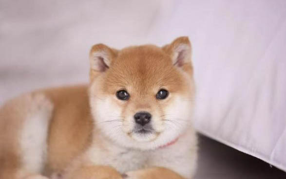 三門(mén)峽哪里有賣(mài)柴犬