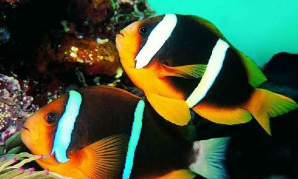 魚有血絲怎么治