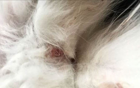 三個月小貓公母分辨圖