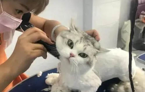 貓眼屎多又黃粘稠需要用什么藥