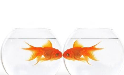 冬天金魚需要加熱棒嗎