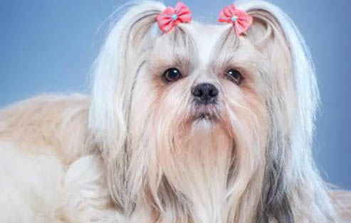 怎么辨別是不是西施犬