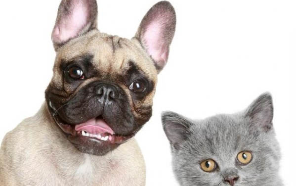 土狗能在室外過冬嗎?