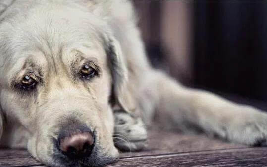 狼狗和藏獒哪個厲害 藏獒的克星