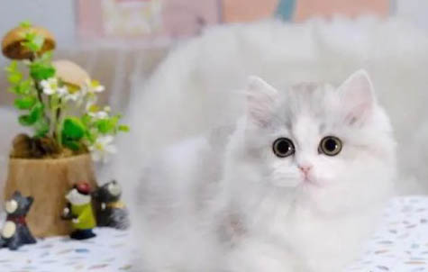 一個人怎么給小貓洗爪子？