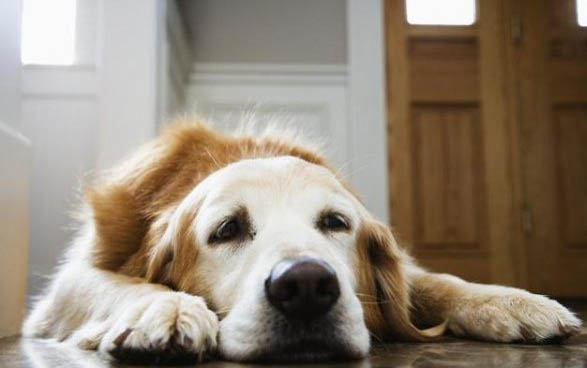 狗狗得了犬瘟病要多久才能產生抗體