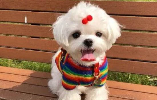 狗狗體內(nèi)體外驅(qū)蟲可以一起進(jìn)行嗎？