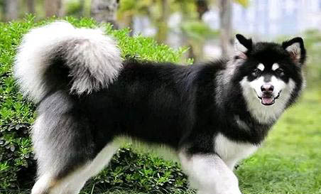 哪里有阿拉斯加犬舍